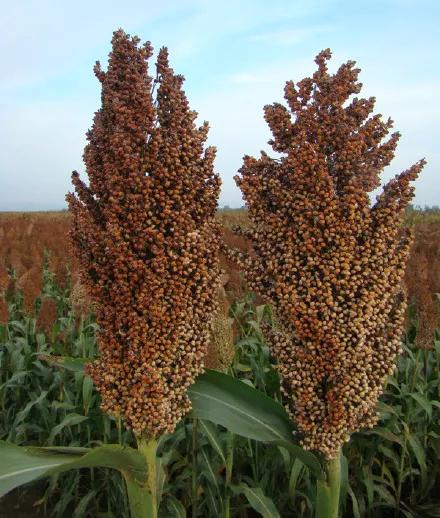 高粱种子图片大全,大片高粱成熟图片