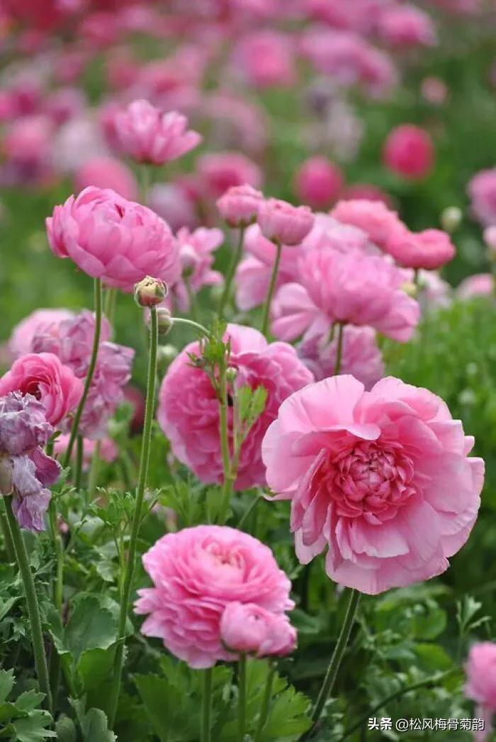 地上的花开万紫千红,心中有花香人生四季皆风景