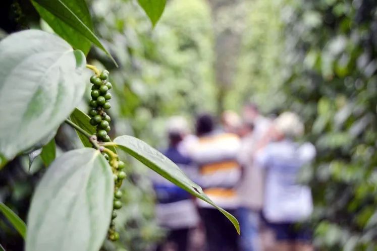 古老的印度香料,印度尼西亚香料