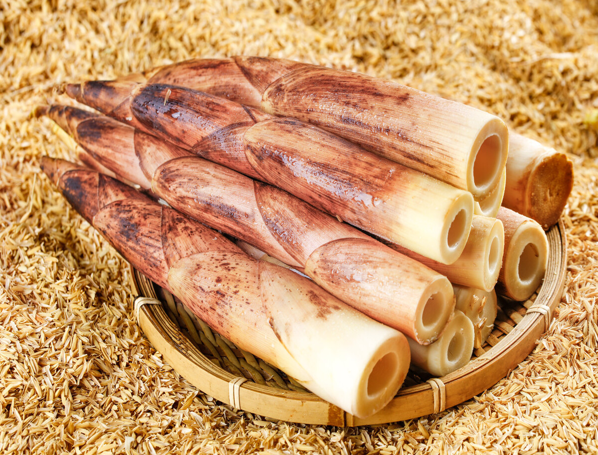 怎么挑大竹笋最好的方法,竹笋怎么选才是最好的