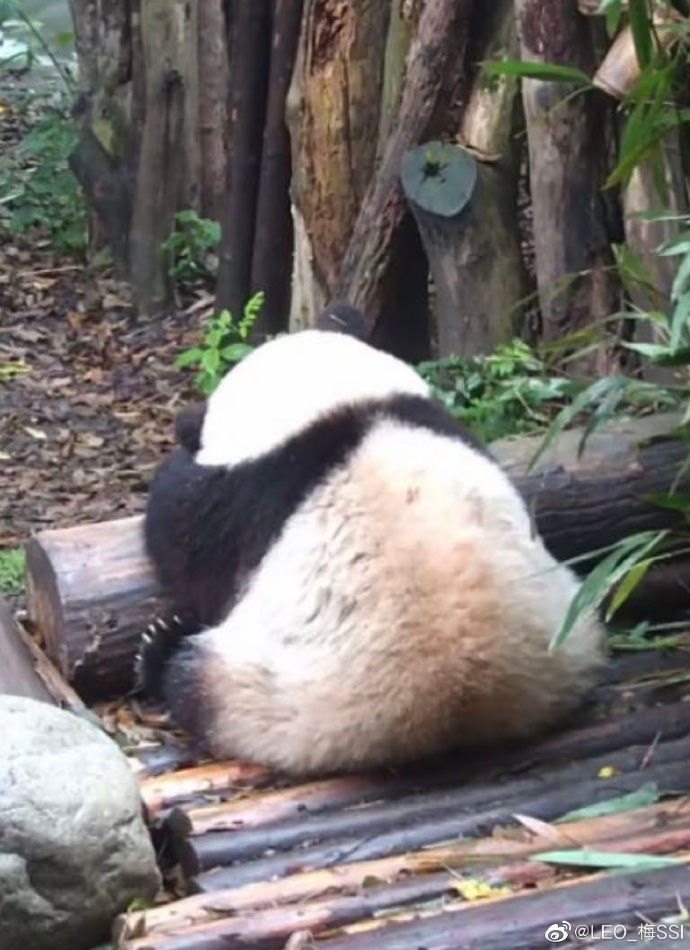 花花：接住谭爷爷给的小苹果，仿佛接住了整个世界。