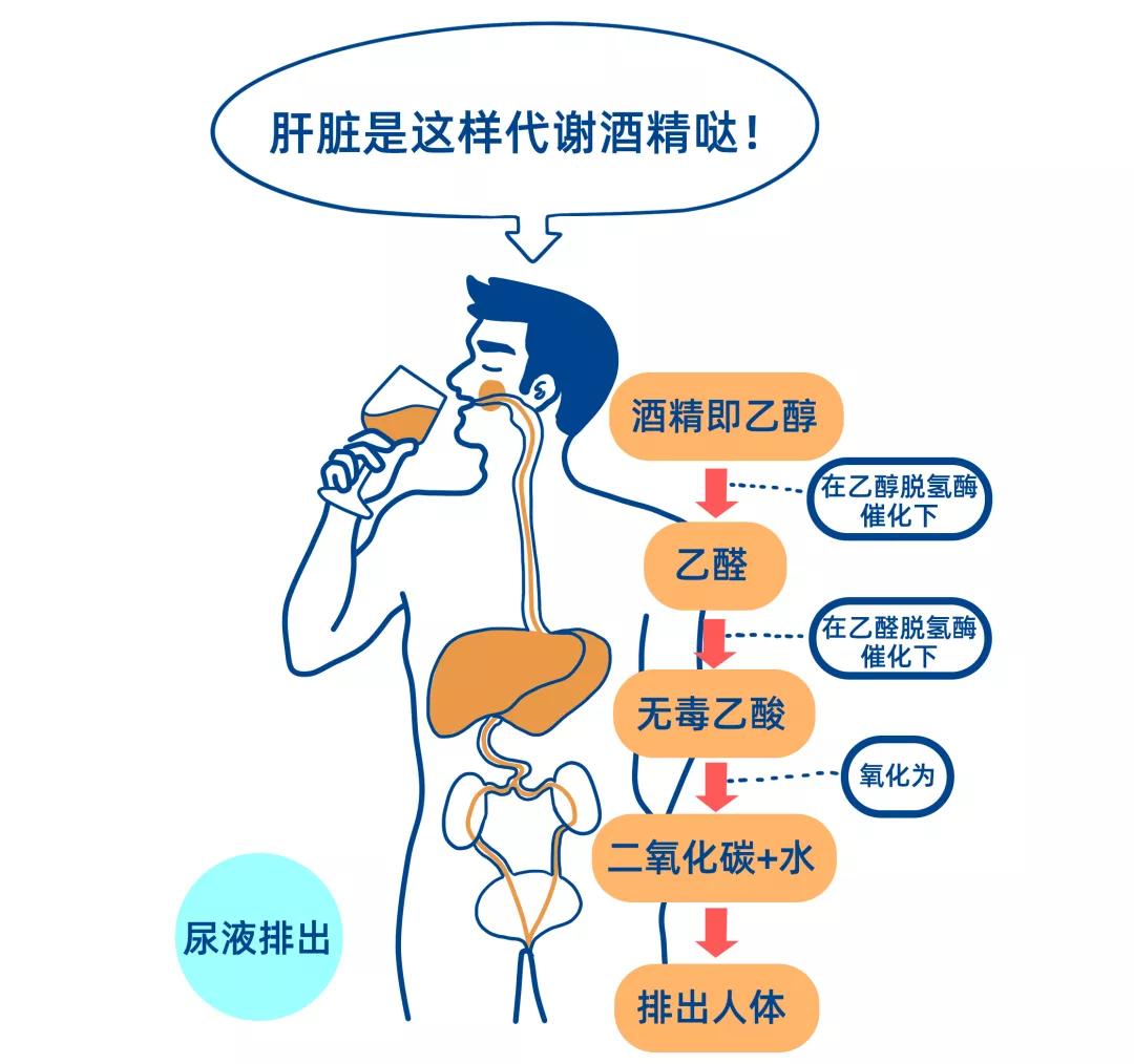 酒喝醉后断片失忆是怎么回事,为什么喝醉后会失忆