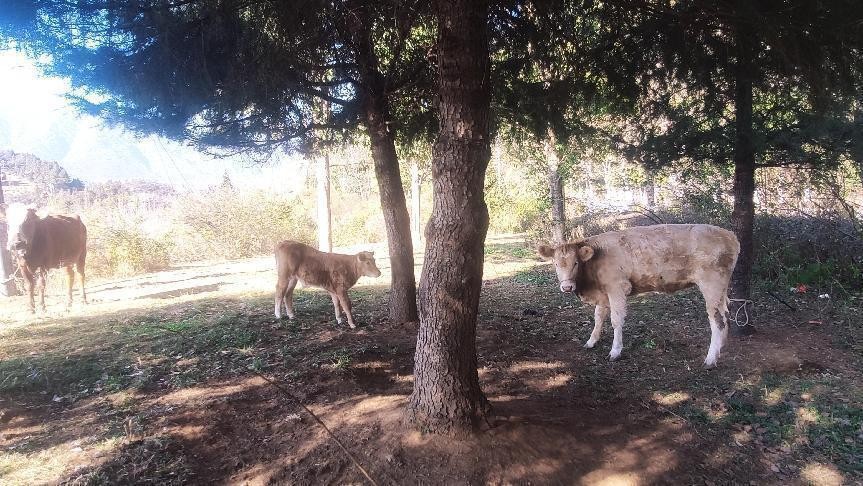 十一月云南旅游攻略腾冲 (从云南腾冲看云南旅游攻略)