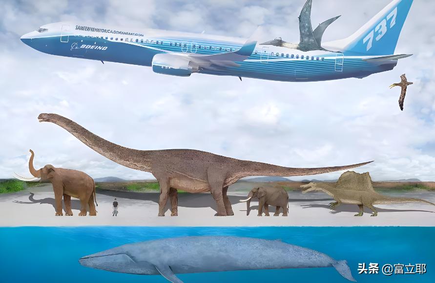 深海巨鲸有多可怕,蓝鲸10秒内就能吞下100吨的海水