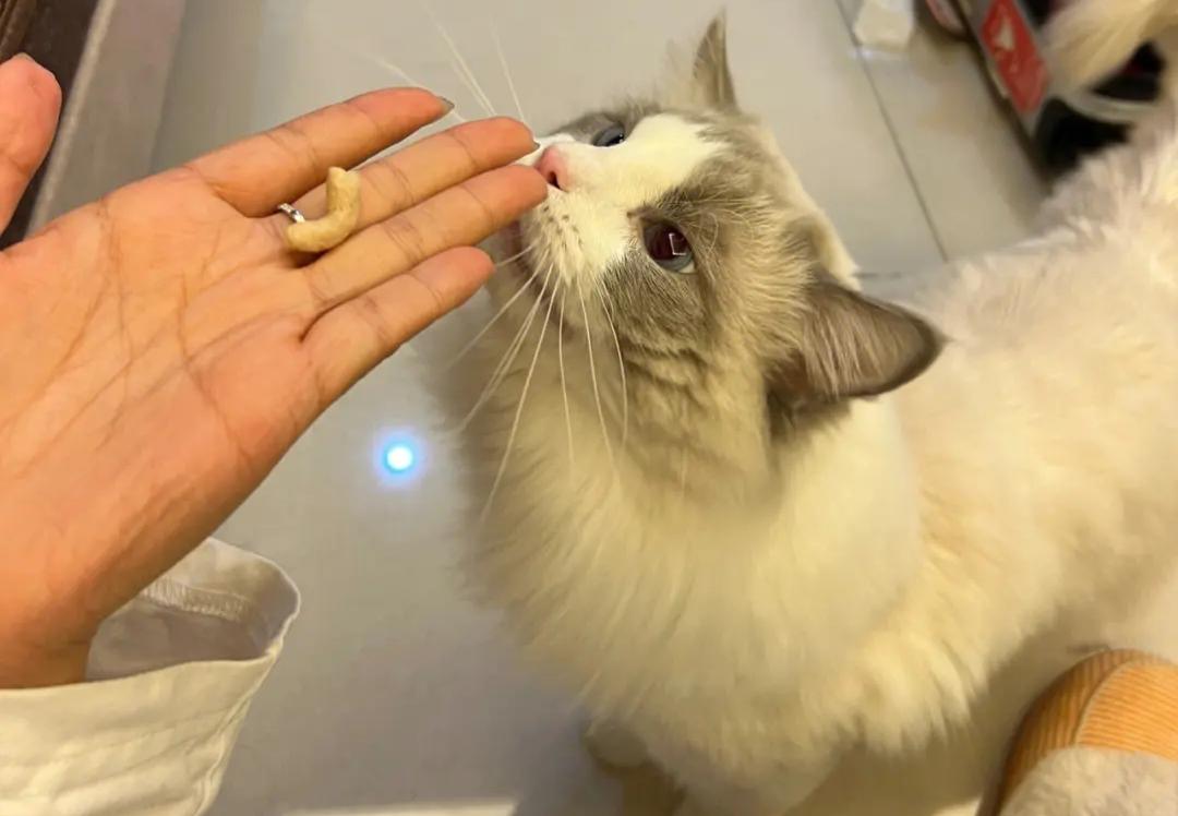 猫咪挑食不吃冻干肉怎么办,猫咪挑食不吃冻干怎么办