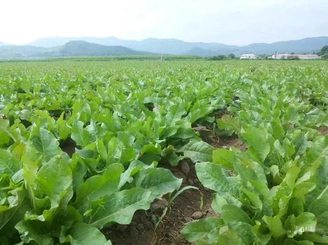 山区闲置的土地怎么利用赚钱,怎么利用农村田地赚钱呢