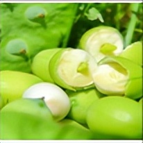 清香静远微山湖赏荷,微山湖红荷湿地公园美食推荐