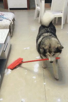 新手推荐养公狗还是养母狗,养公狗和养母狗哪个好