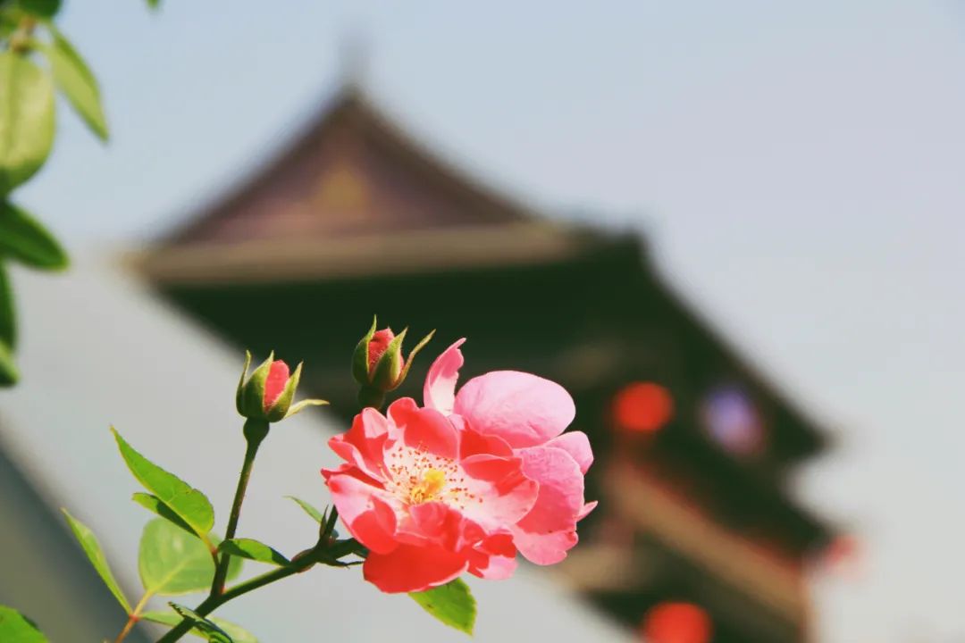 春天即将到来的唯美诗句,适合春天发朋友圈诗词