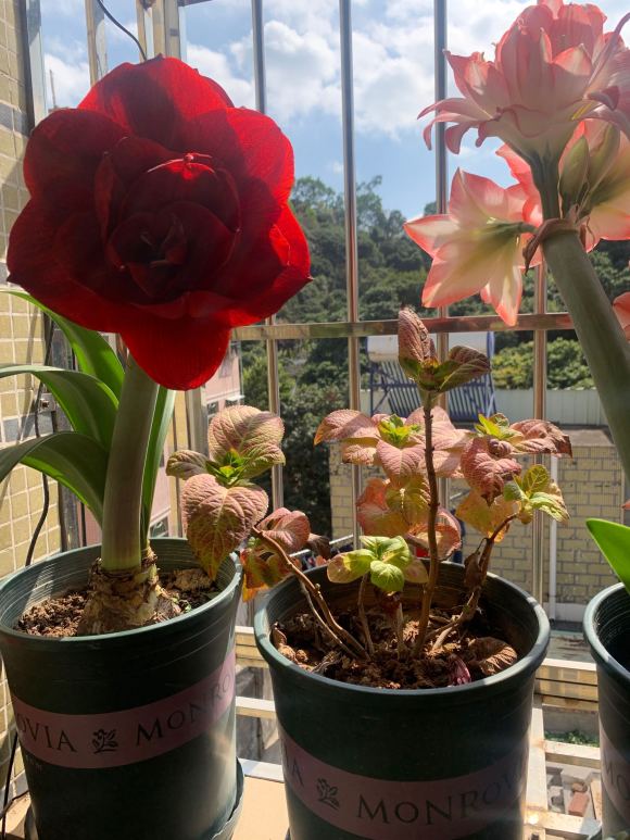 冬季供暖干燥养什么花,冬季严寒的花怎么养