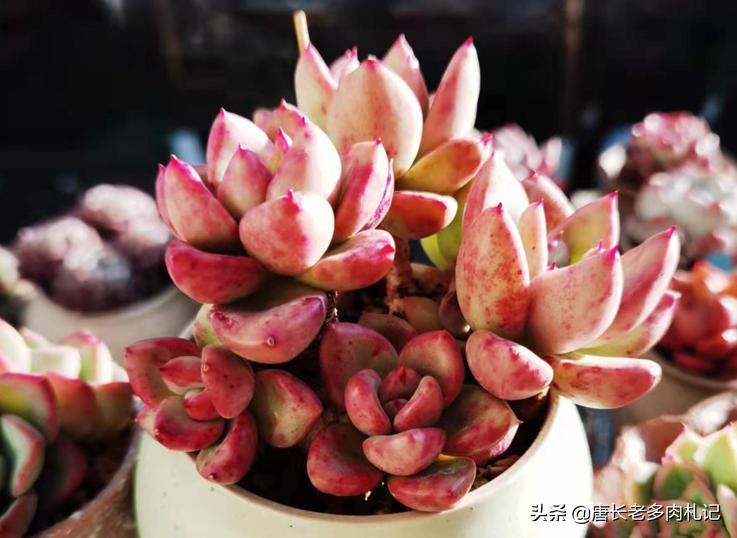 多肉水浇多了又赶上连雨天怎么办,多肉水浇多了的处理措施