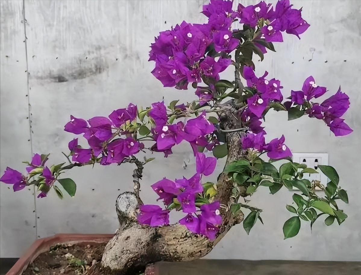 养桩,养盆景桩全部用河沙可以吗