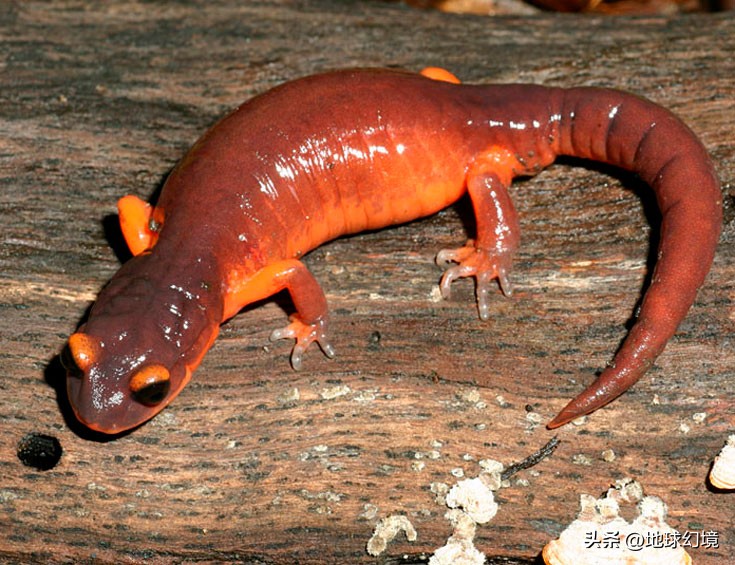 20张珍稀罕见动物照片,16张罕见的动物照