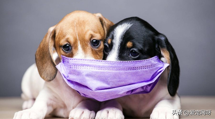 狗狗咳嗽干呕吃什么药有效果,狗狗咳嗽干呕发出咔咔咔的声音