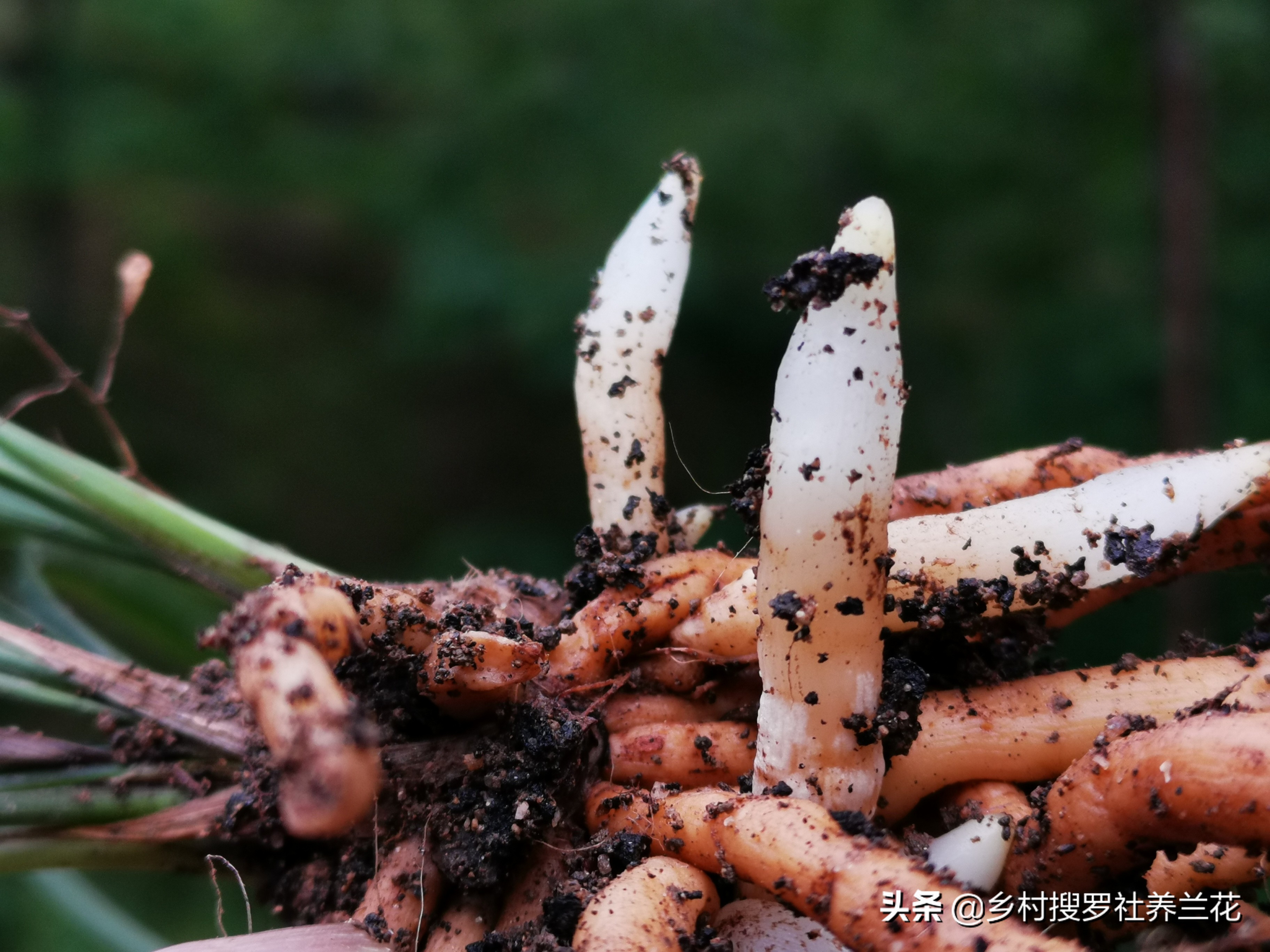 养兰花老手怕腐苗吗,兰花专用土防烂根