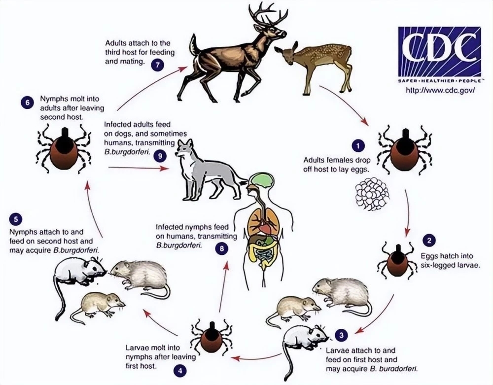 蜱虫致4位老人死亡,河南又一老人因蜱虫病死亡
