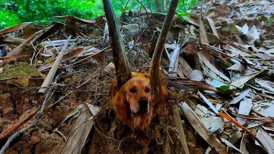 金毛狗蕨是国家保护植物,狗头蕨是国家保护植物吗