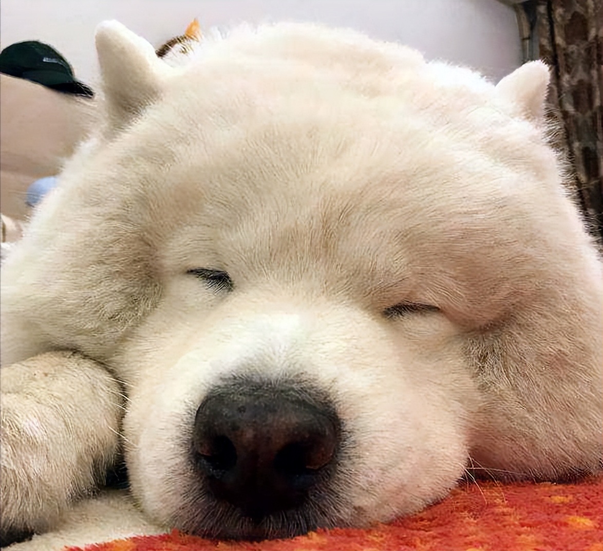 狗狗为什么爱睡床睡沙发,狗狗喜欢睡枕头上是什么原因