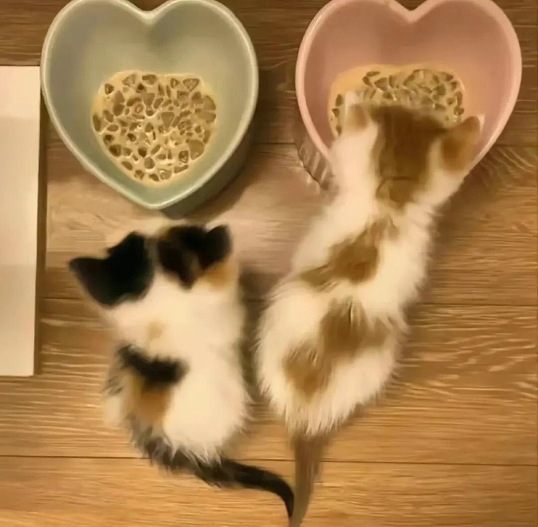 萌萌小猫头像大全可爱,动物头像猫咪可爱