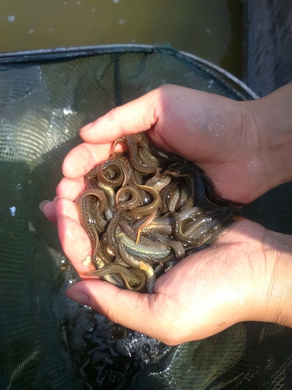 泥鳅养殖病害防治方案,养殖泥鳅易出现的病害