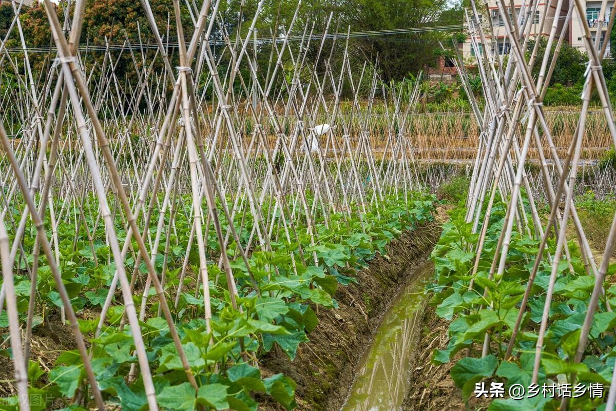 蔬菜摘叶技巧,夏天蔬菜什么时间整枝打叉