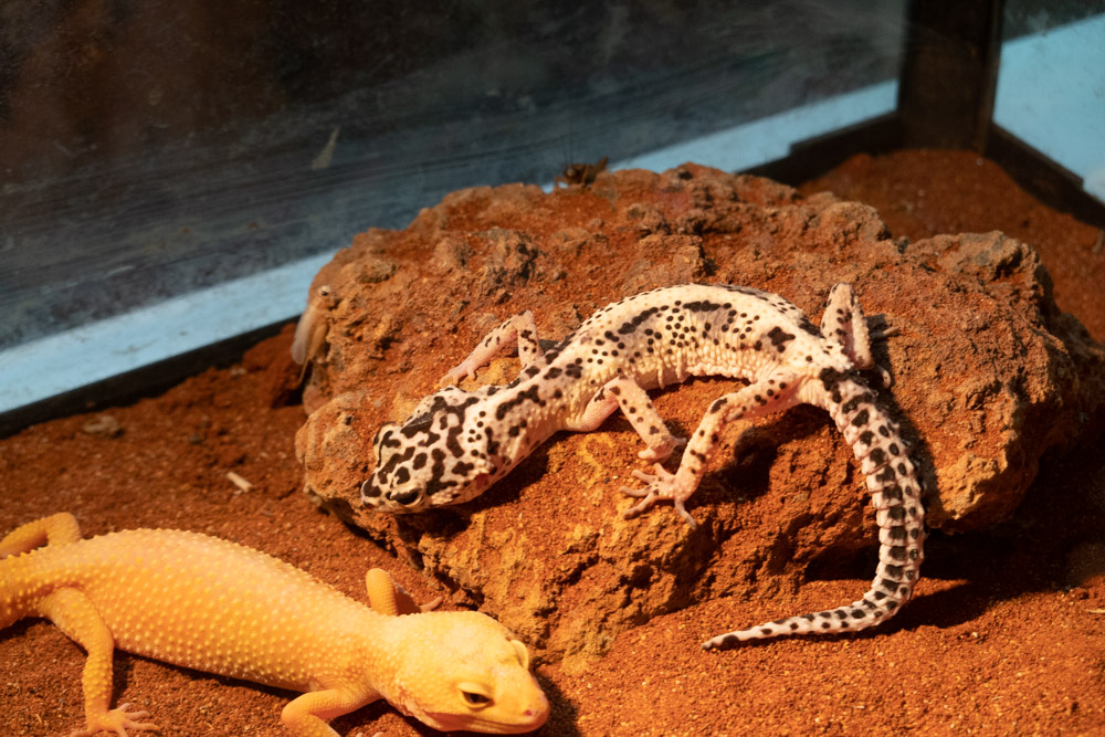 广州长隆野生动物园蛇之秘境,广州这个城市真的好繁华