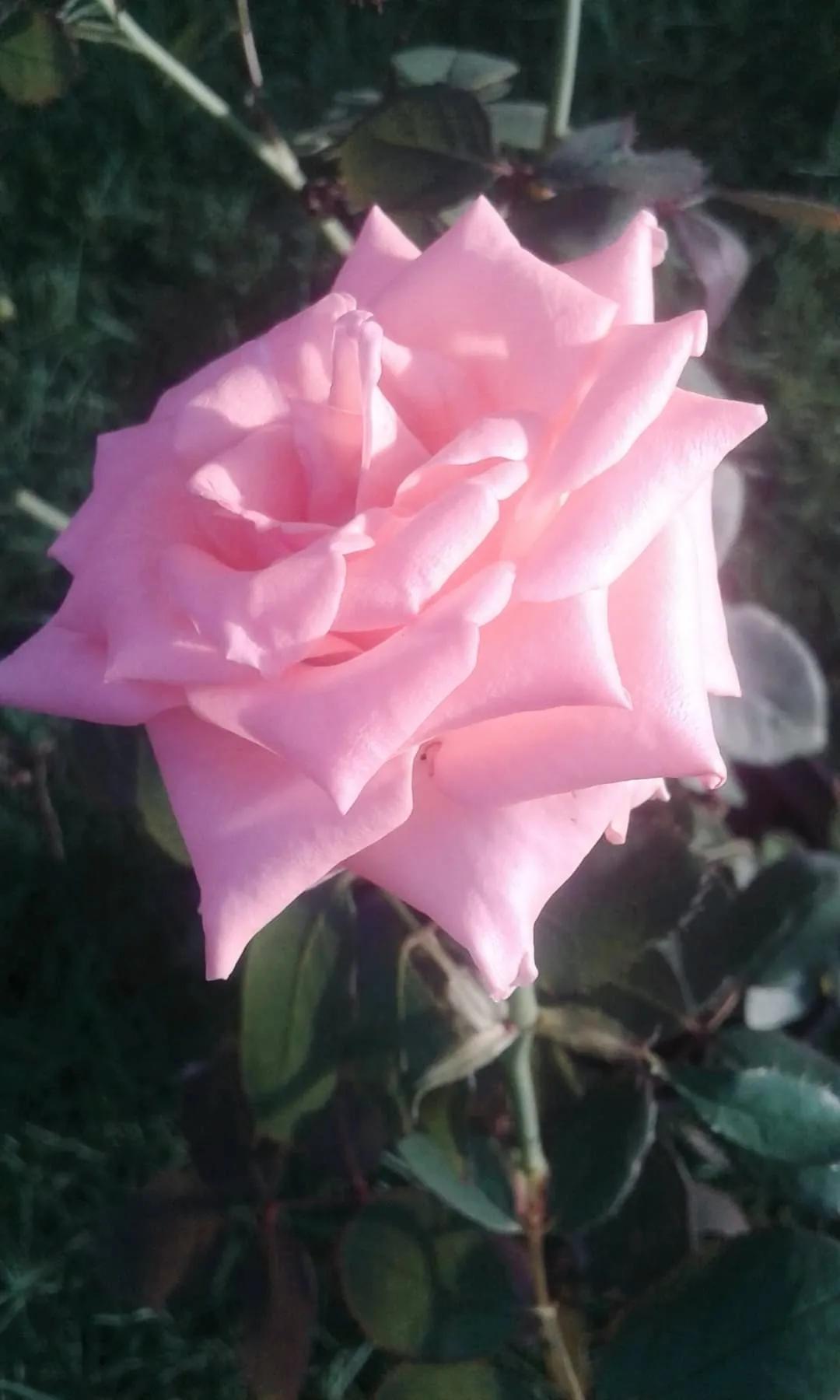 欣赏五颜六色的鲜花,五颜六色的鲜花太漂亮