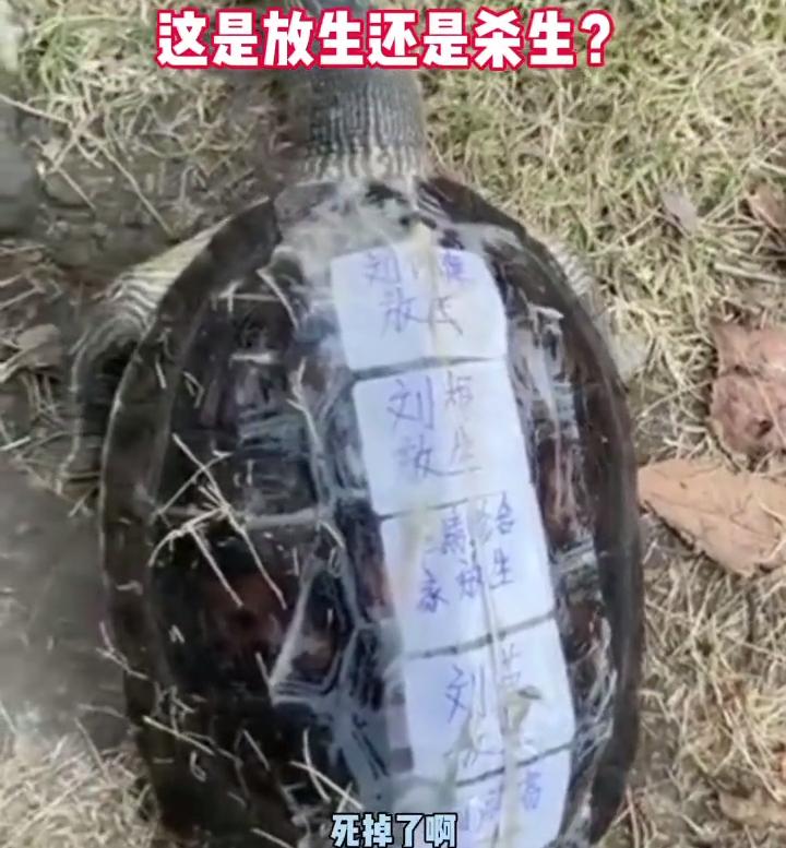 男子在水库钓鱼发现一只石雕乌龟,钓鱼人发现的尸体是章子欣吗