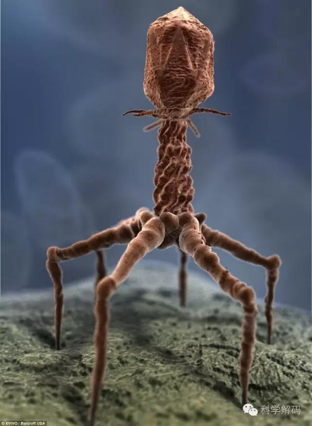 生命体内的微观世界,一滴水放大10000倍后的微观世界