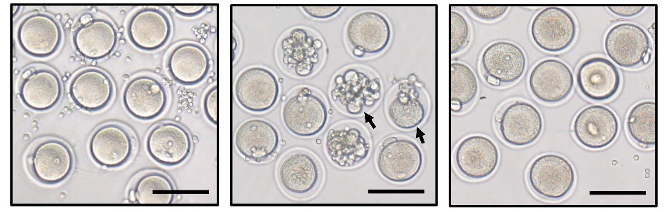 科学家发现细胞维持特异性,科学家发现细胞修复端粒的机制