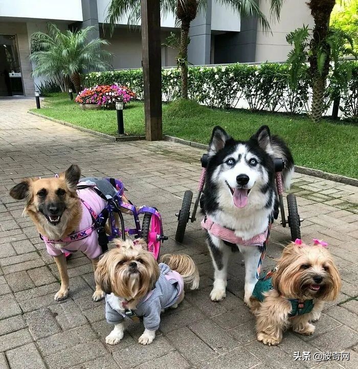 黑心狗厂,黑心宠物繁殖工厂