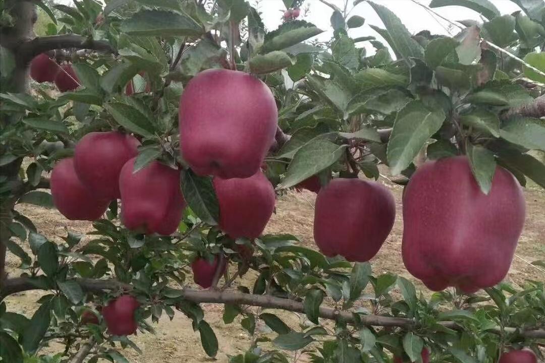 中秋节水果遭遇“中秋劫”，收购商举起价格屠刀，发生了什么？