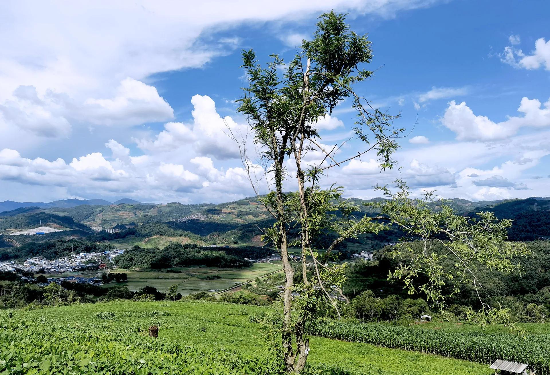 云南昭通土特产纯豌豆粉,云南的土特产有菌子吗