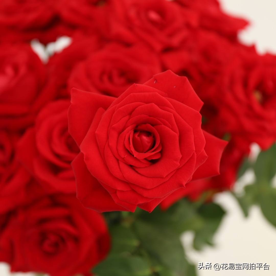 女神节快到了，哪些花材值得备货？内含优质卖家推荐！