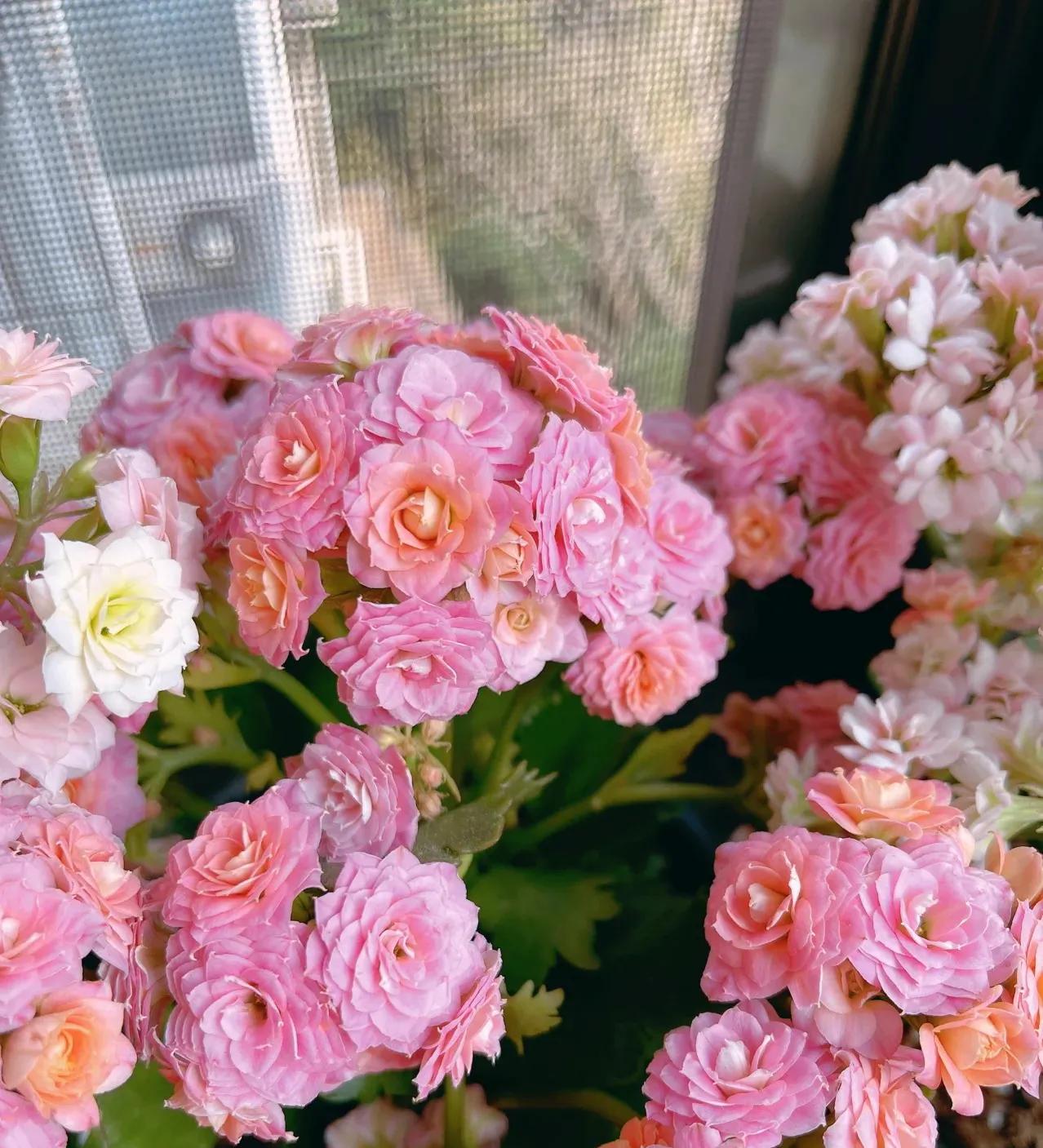 室内养什么释放氧气最多,室内氧吧盆栽