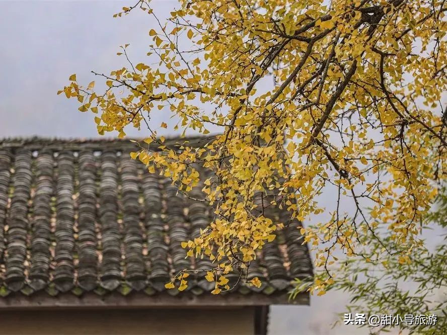 千年老银杏树下,千年银杏树之下