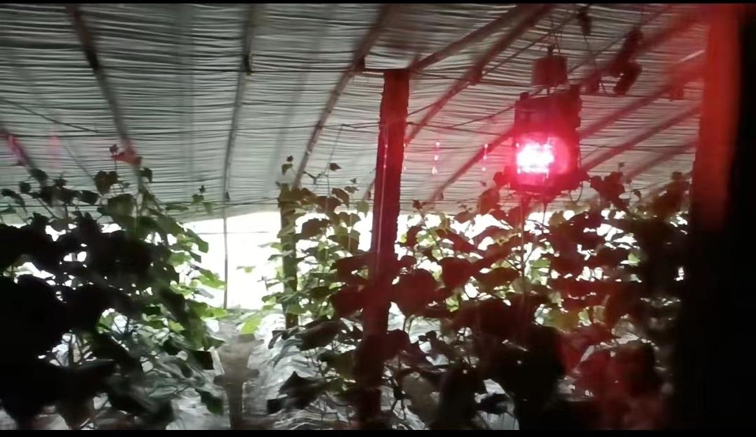 95后姑娘建占地43亩“植物工厂”，1亩发挥5亩效益，年产20000吨