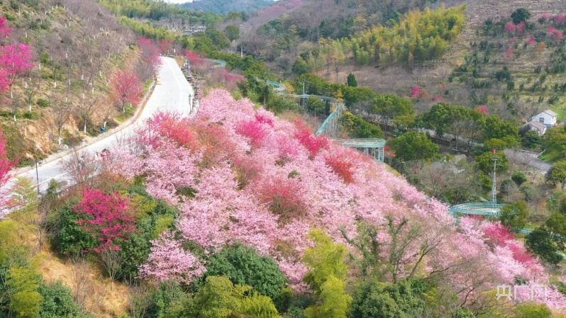花事来了|美如云霞宁波达人谷数万株樱花迎春绽放