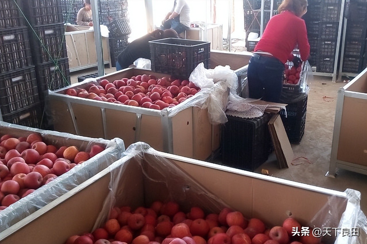 洛川冷库苹果最新批发价格,冷库苹果价格一斤多少