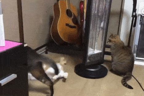 猫做核酸了么,猫核酸检测有必要做吗