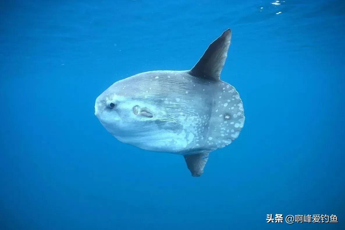 世界上最懒的鱼长相,世界上最强悍的鱼没有水也能存活