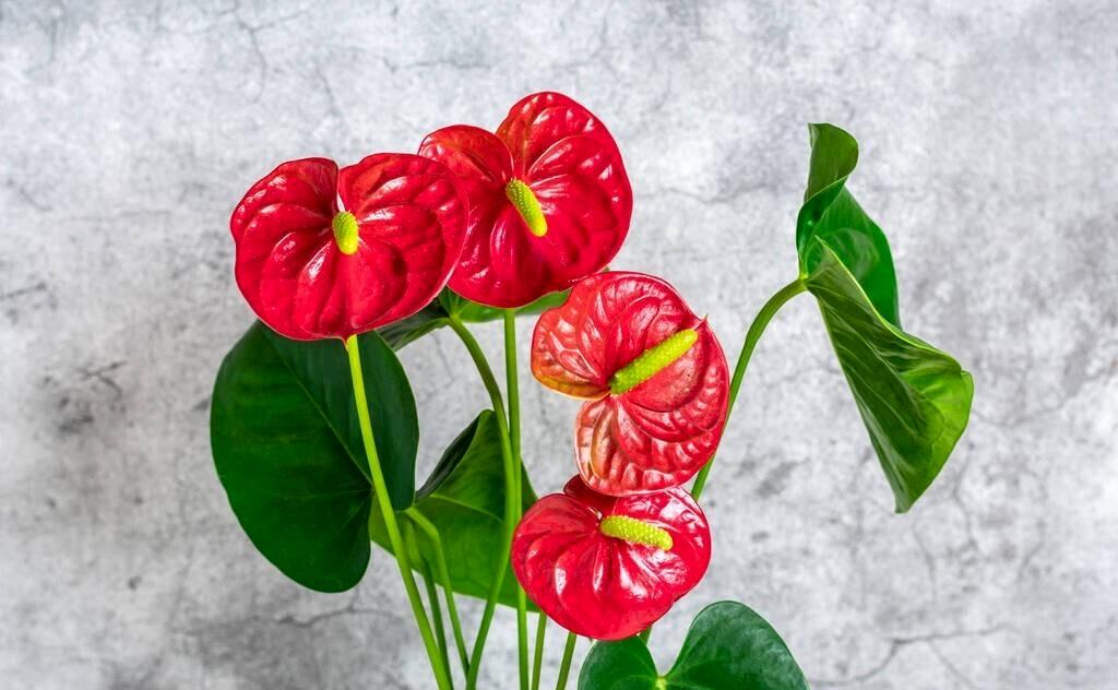 喜湿怕涝的花怎么养,这几种花草浇水浇不对越养越不好