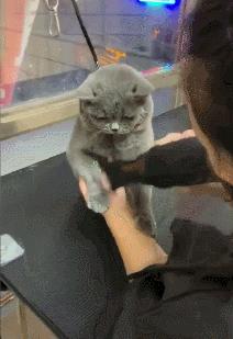 养蓝猫最忌主人什么行为,养蓝猫的7大禁忌