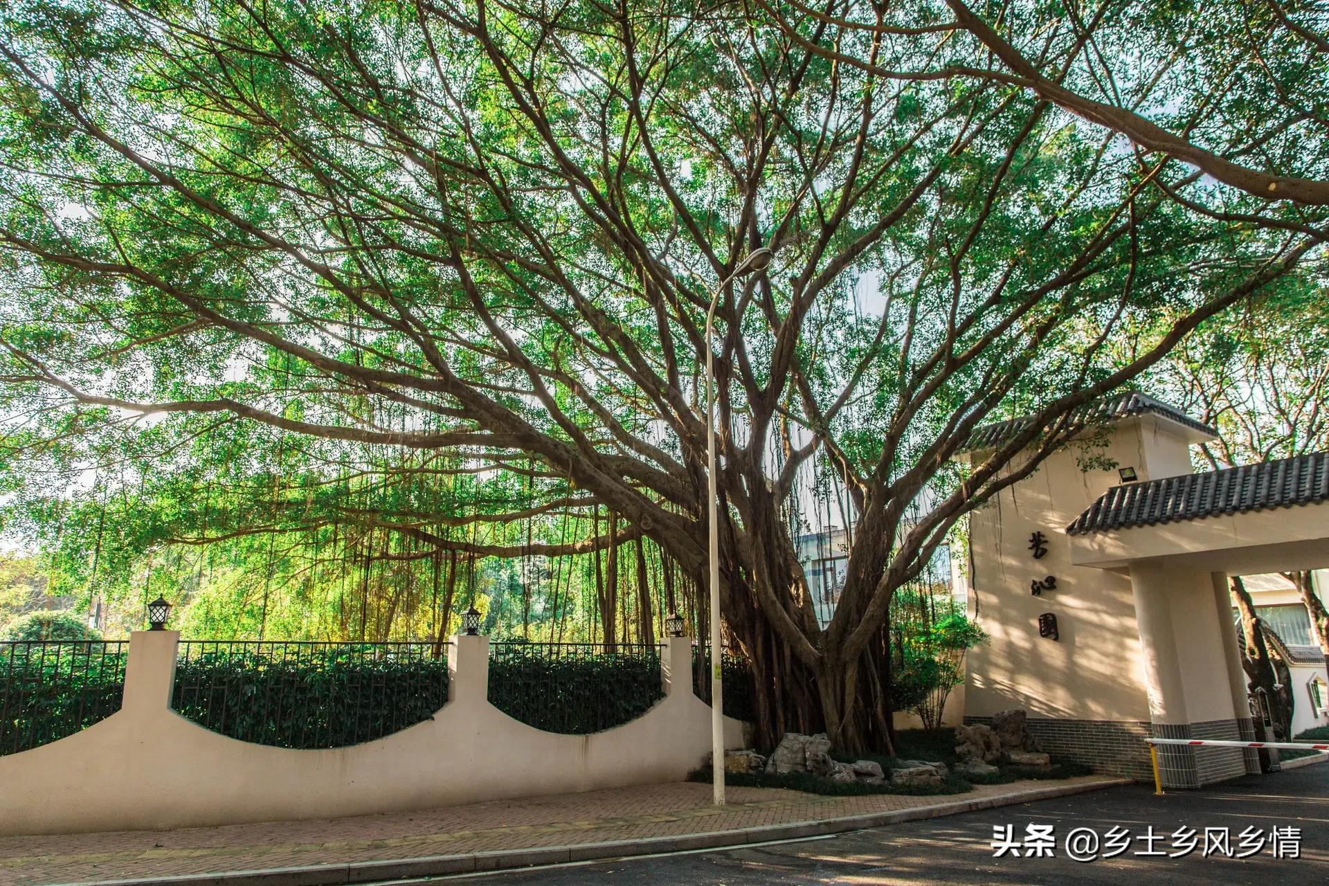 农村小院子种什么树最合适,农村庭院种树怎么好看