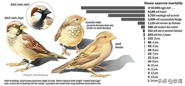 麻雀的寿命大约能活到多少,麻雀的寿命最长能活多少年