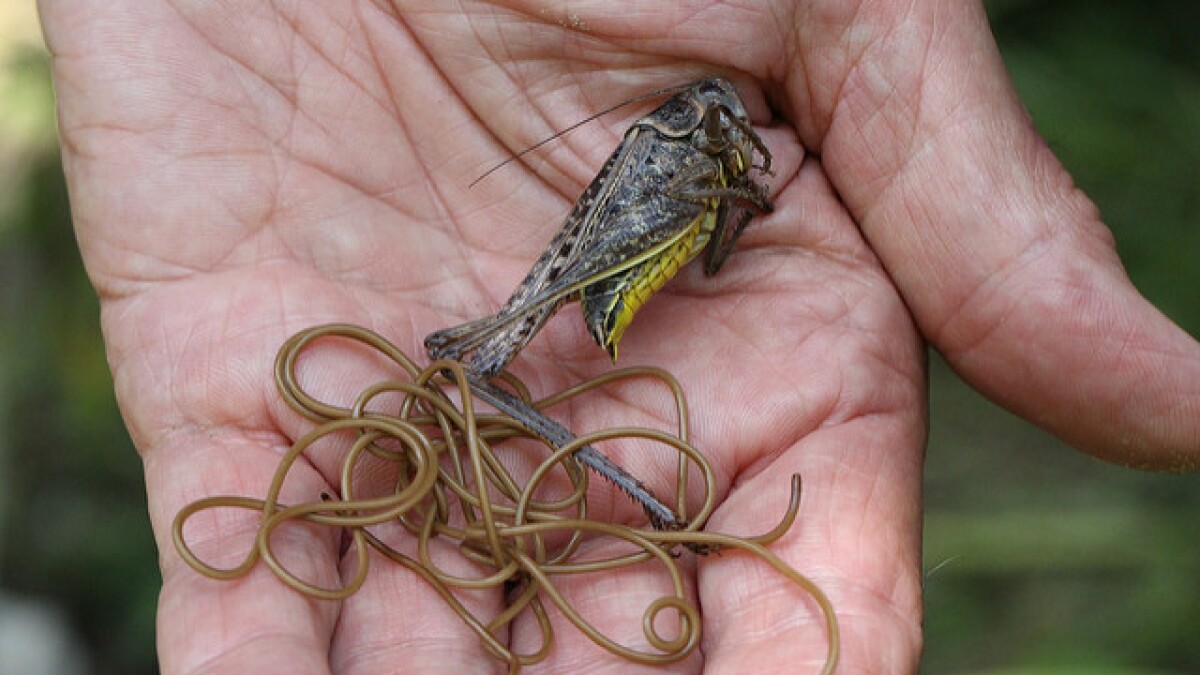 控制螳螂跳水自杀，寄生恶魔铁线虫，是怎么进入宿主身体？