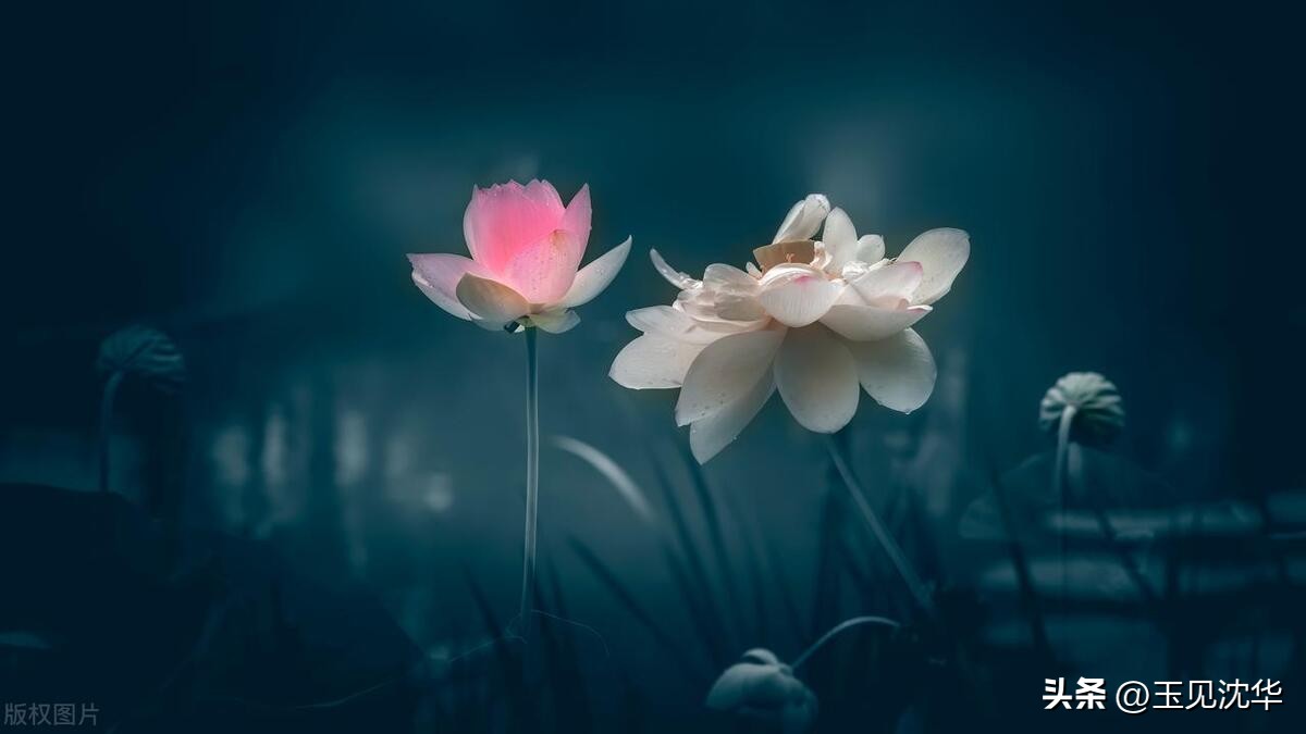 沈华：缝缝补补的生活感悟