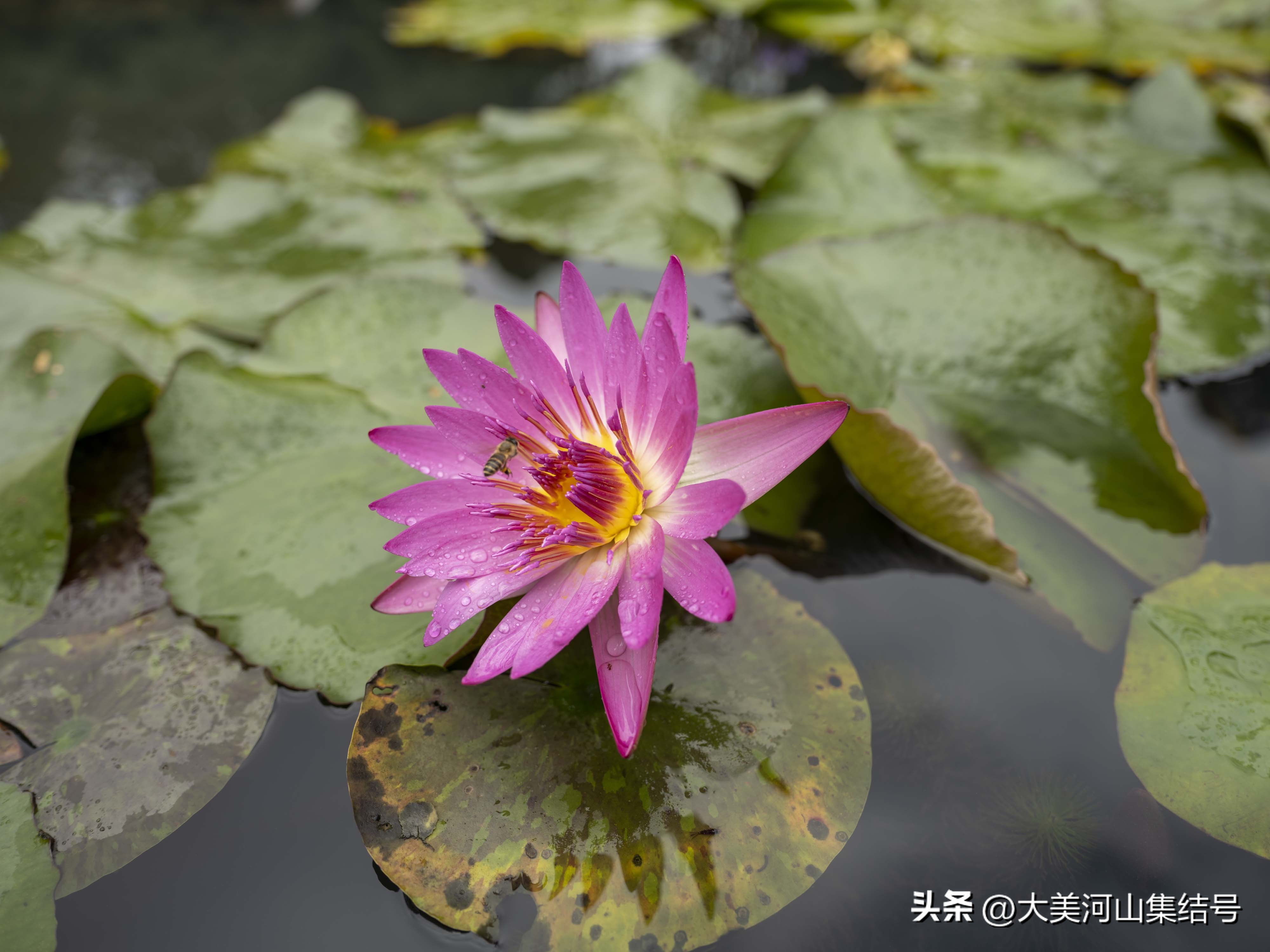 富士gfx100s铭匠光学50mmf1.2,富士中画幅gfx50二代对比gfx100s