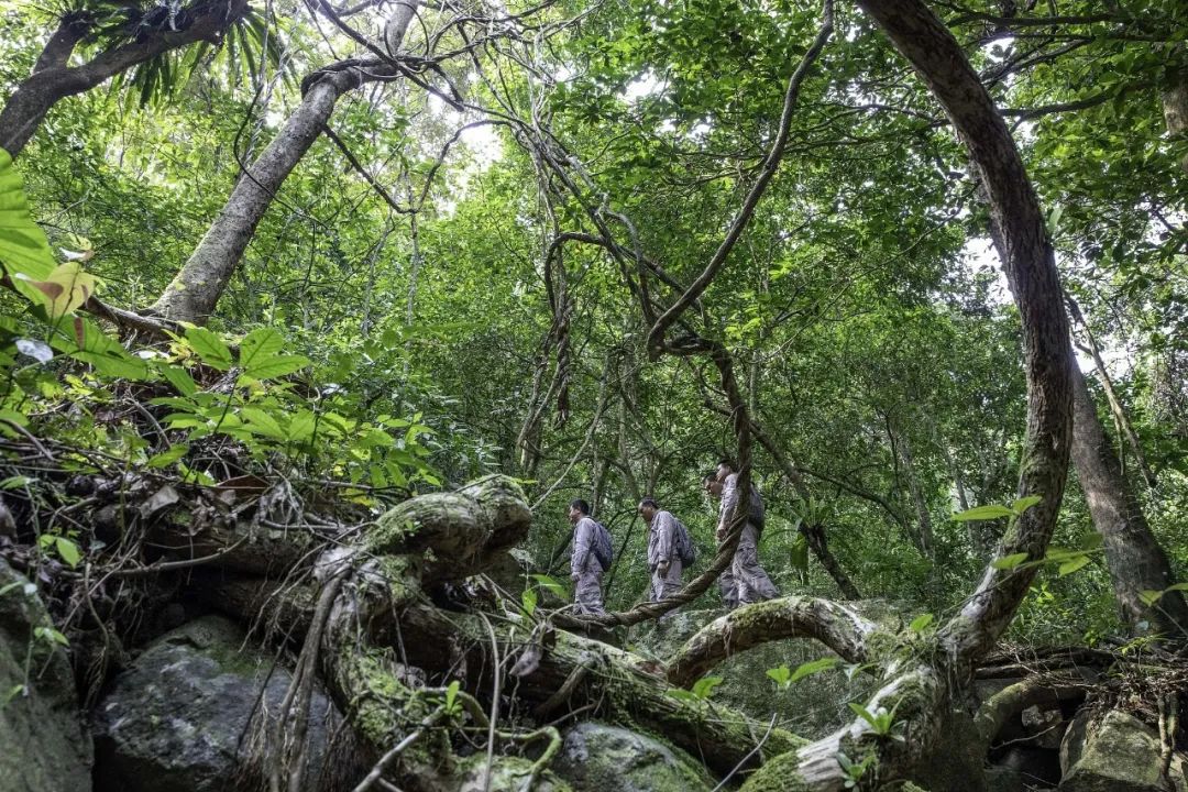 新物种有哪些,新物种是怎么凭空出现的