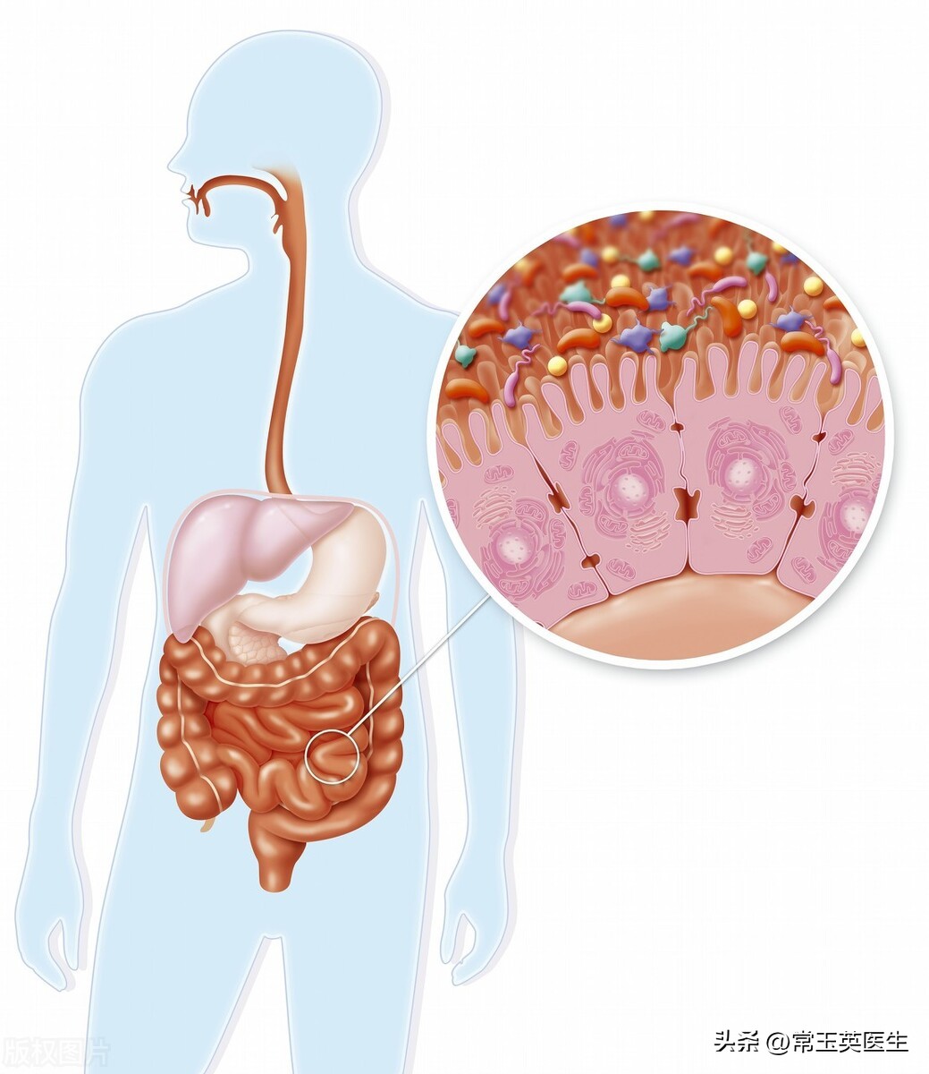 什么叫肠道菌群紊乱,什么是肠道菌群失调